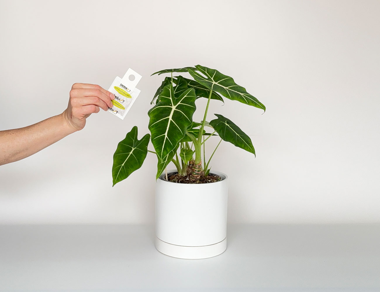 Installation d'Amblyseius californicus en sachets dans une plante tropicale