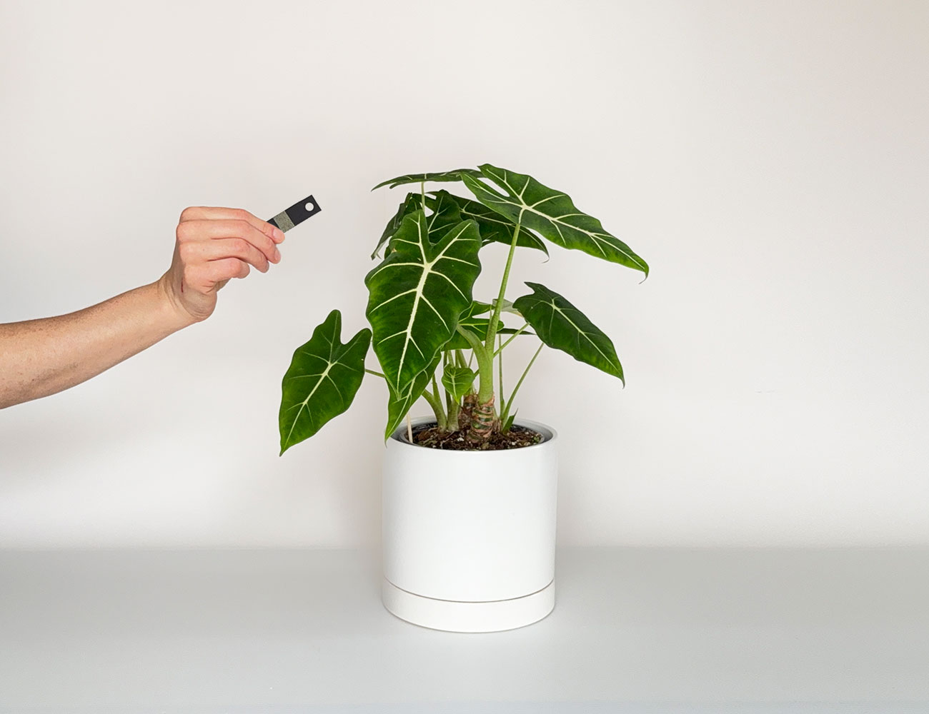 Installation de cartons de chrysopes vertes dans le feuillage d'une plante tropicale