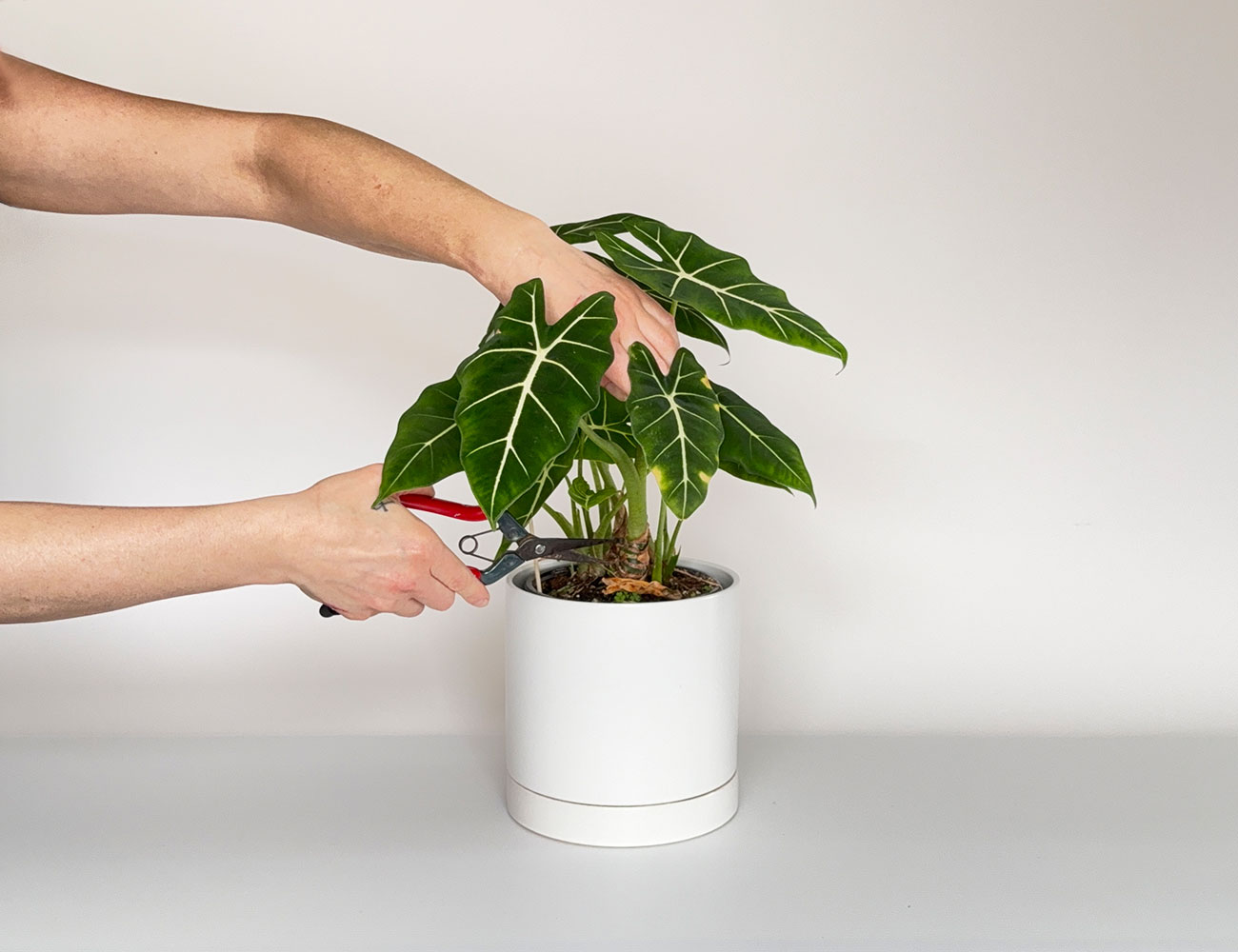 Coupe d'une feuille endommagée dans une plante tropicale