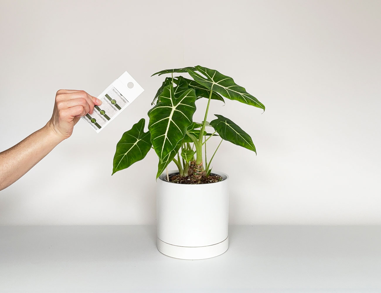 Installation de cucumeris en sachets dans une plante tropicale