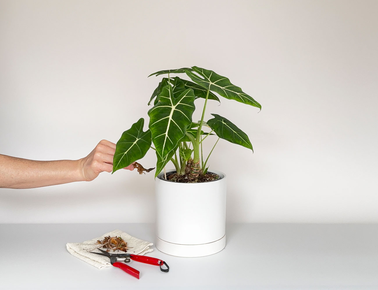 Retrait de débris au sol d'une plante tropicale