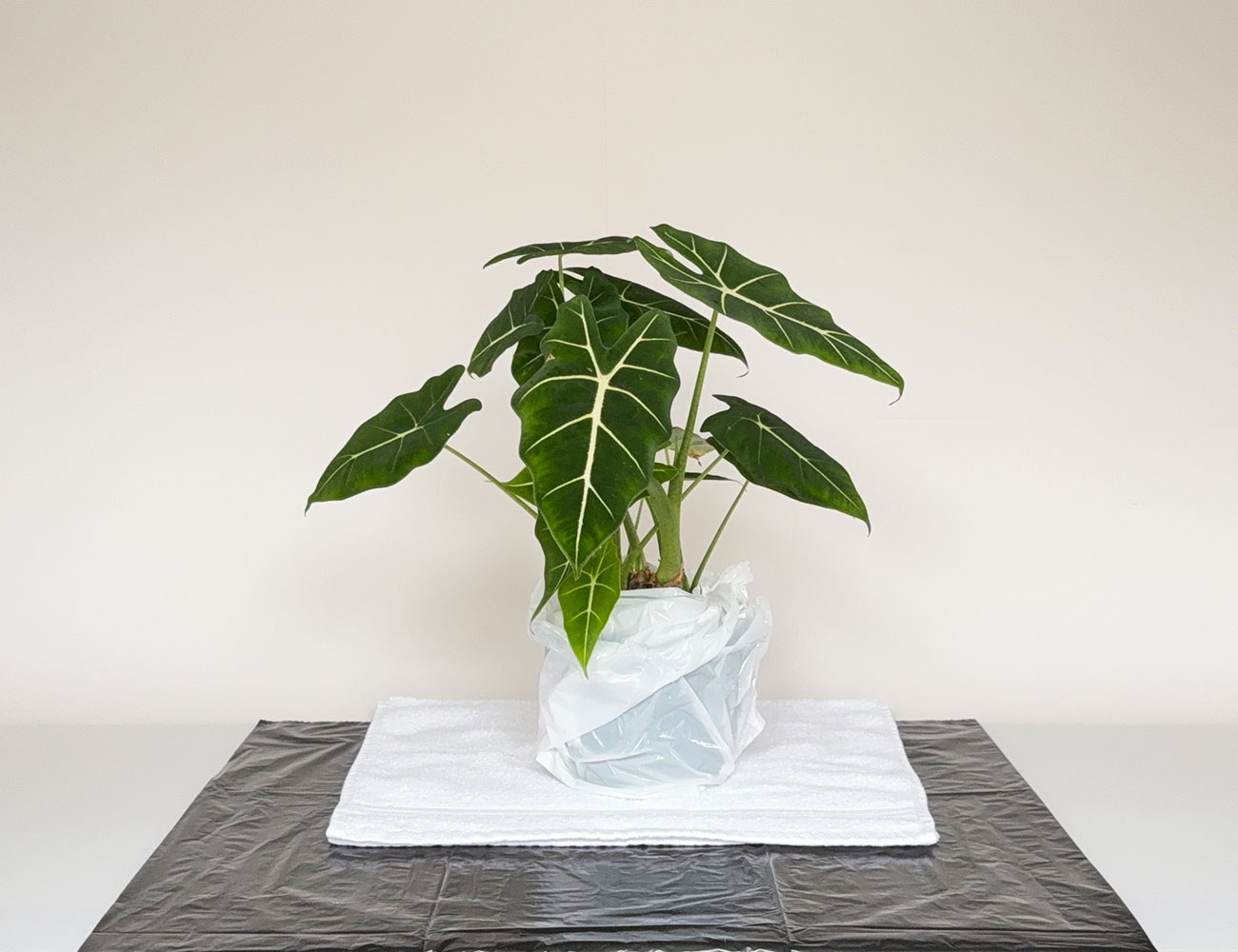 Emballage du pot d'une plante tropicale
