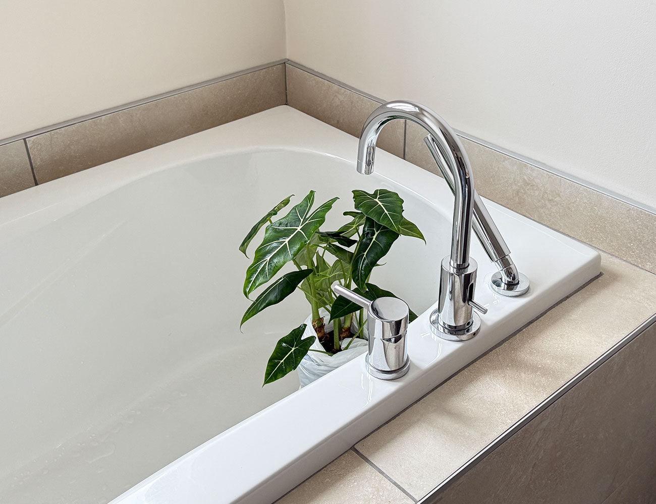Plante tropicale dans une baignoire
