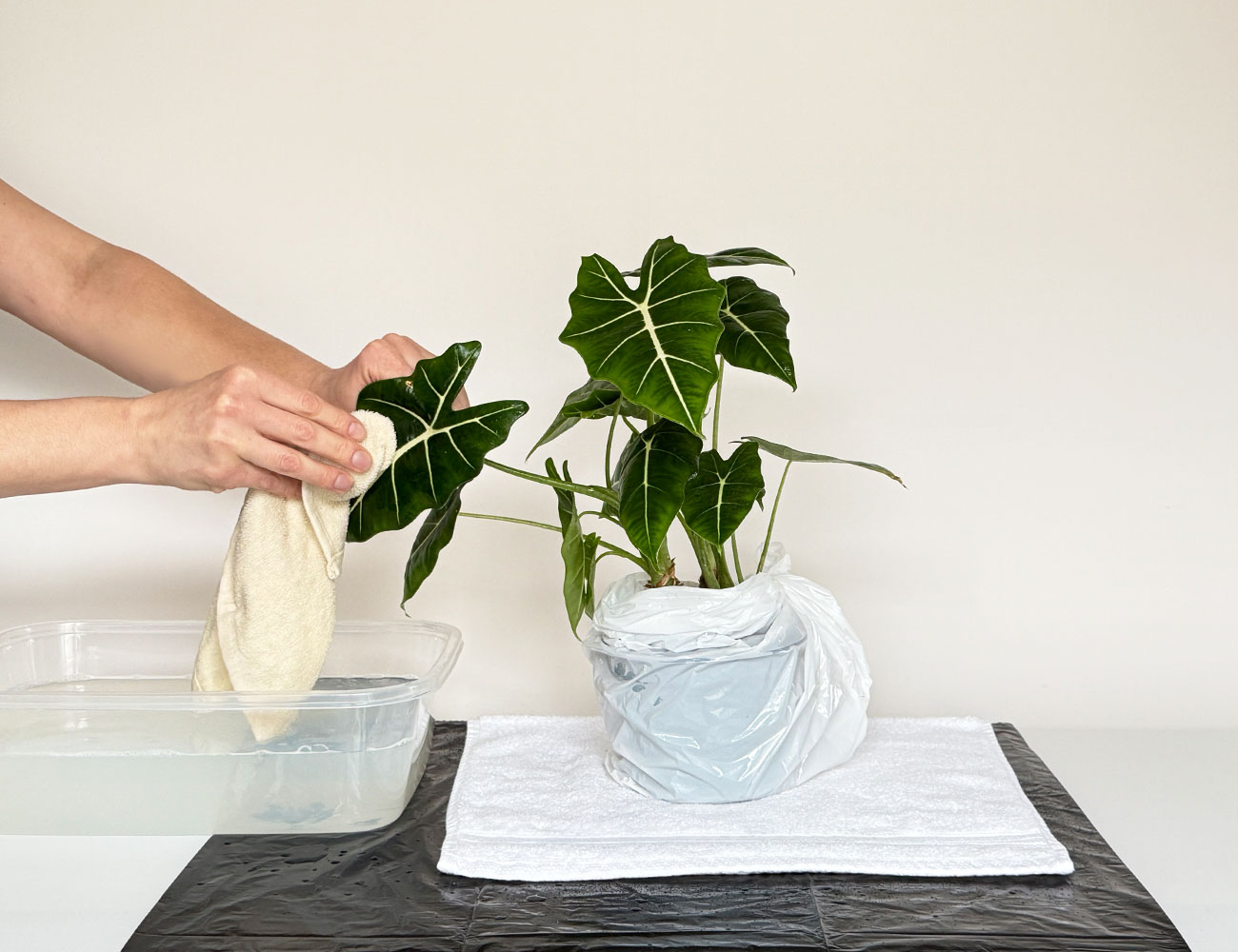 Nettoyage manuel d'une plante tropicale avec un linge mouillé