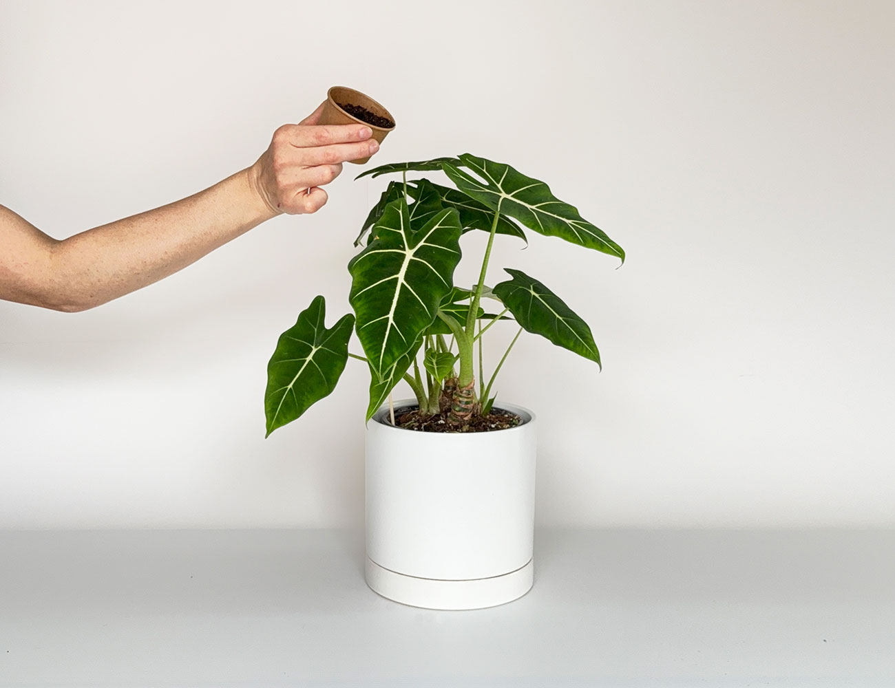 Introduction d'Orius insidiosus sur le feuillage d'une plante tropicale