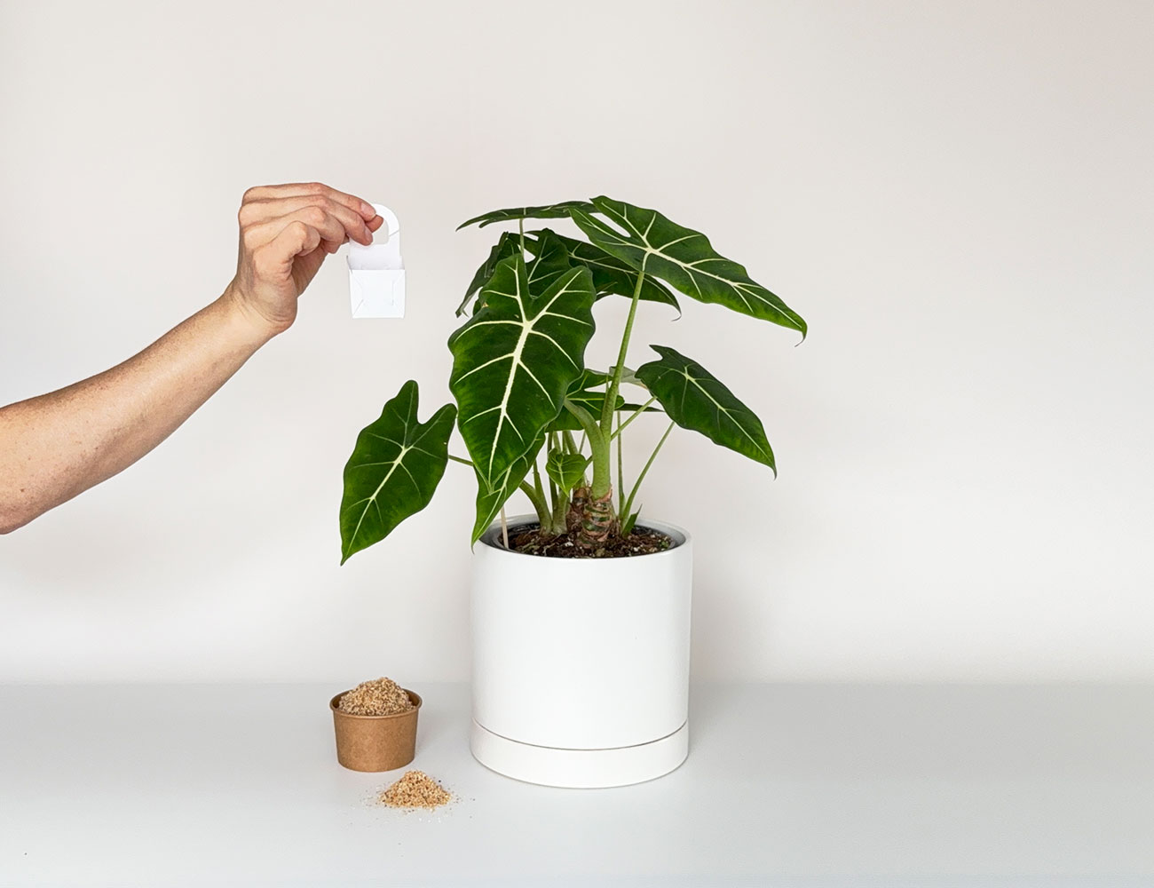 Introduction de Phytoseiulus persimilis en vrac dans une plante tropicale