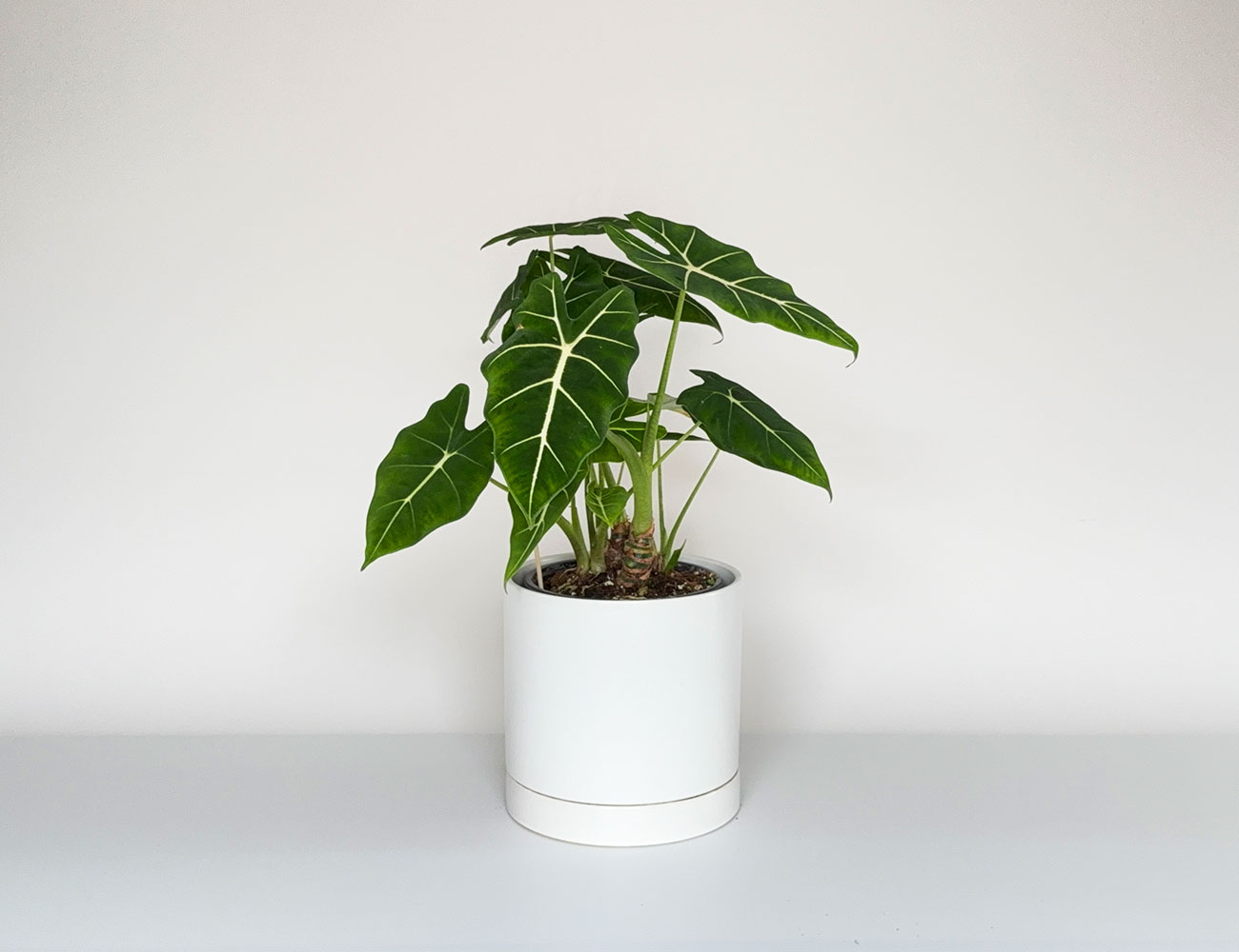 Plante tropicale sur une surface de travail