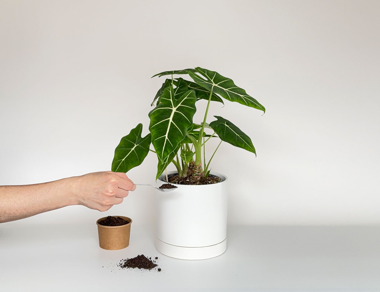 Introduction de stratiolaelaps dans le terreau d'une plante tropicale