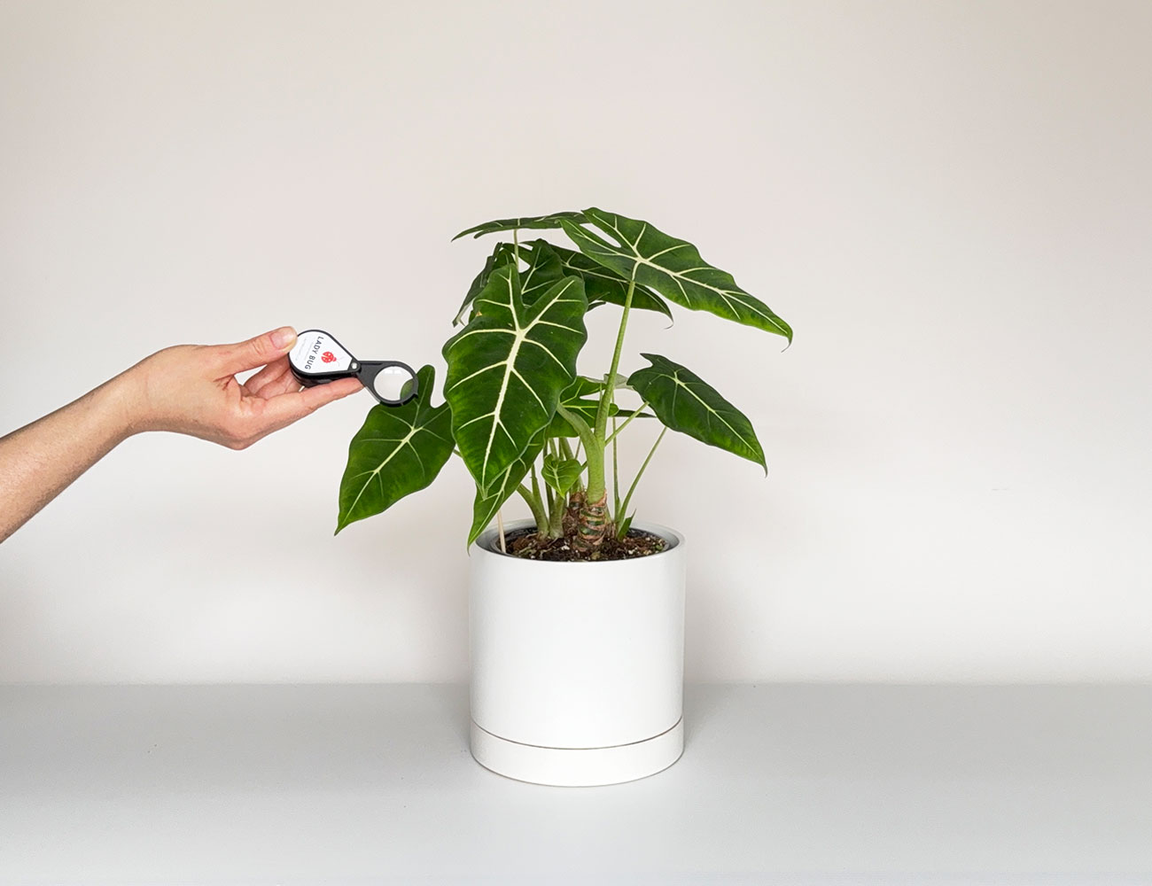 Inspection d'une plante tropicale à l'aide d'une loupe