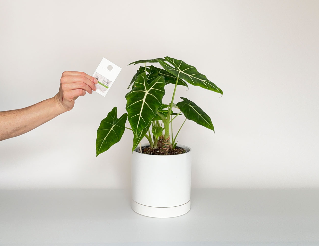 Installation d'Amblyseius swirskii en sachets sur une plante tropicale