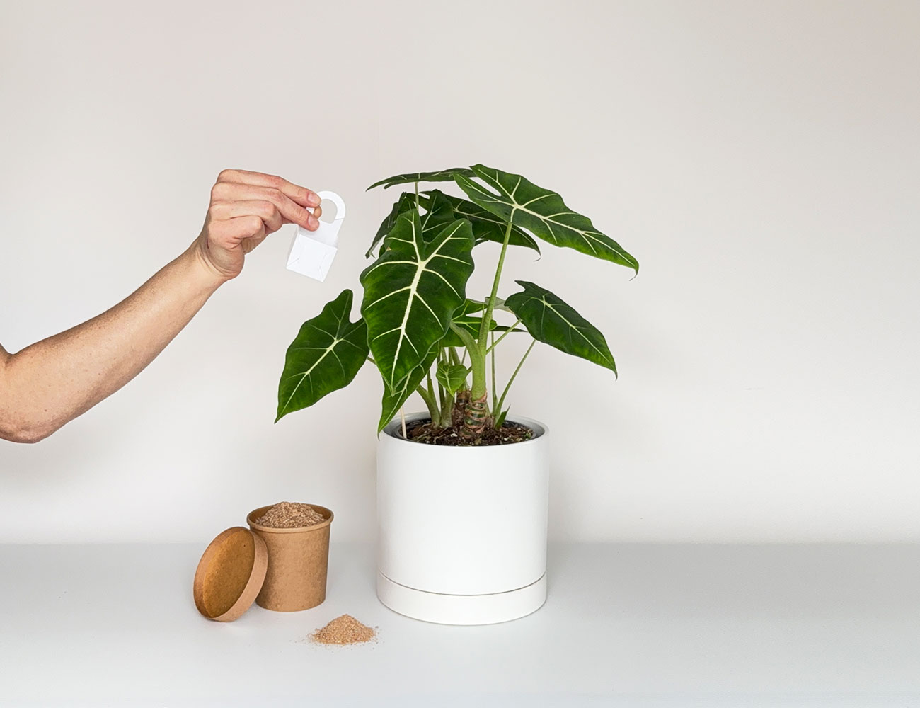 Introduction d'acariens prédateurs en vrac dans une plante tropicale